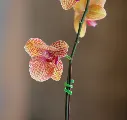 A4.webp